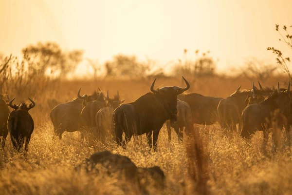 Quelles sont les meilleures destinations pour observer les migrations animales en Afrique?